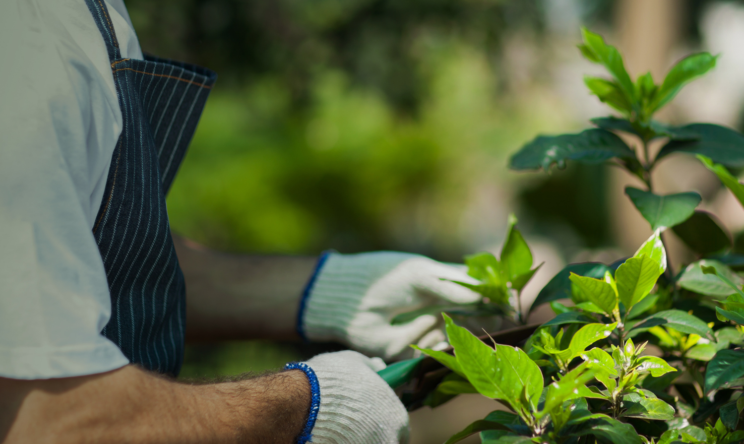 Manutenção e Conservação de Áreas Verdes