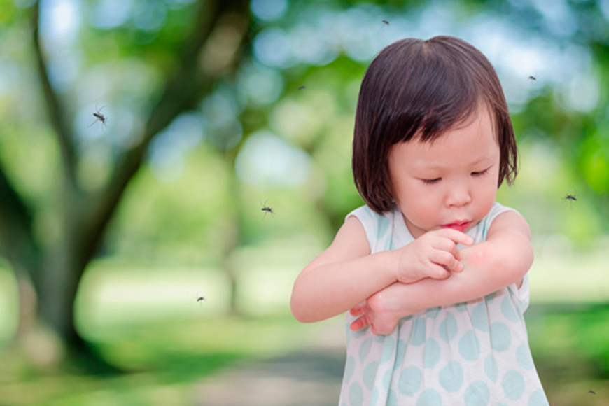 9 PLANTAS QUE SÃO COMO REPELENTES NATURAIS