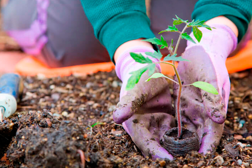 SAIBA COMO ESCOLHER AS PLANTAS PARA SEU JARDIM
