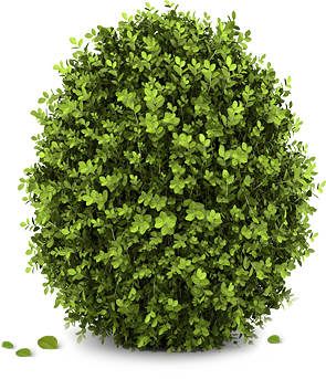 Paisagismo e jardinagem em Indaiatuba  | Riqueza